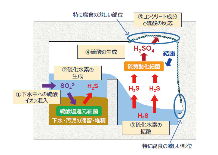 図1 コンクリート腐食の機構の概念図